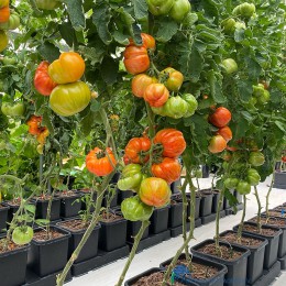 5060151870001-autopot-easy2grow-kweeksysteem-vleestomaten