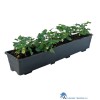 bato-substraatbak-aardbeienbak-1-meter-met-aardbeienplanten-1000px