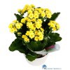 kalanchoe-with-houseplant-focus-drip-feeder-higher-pov1596031418