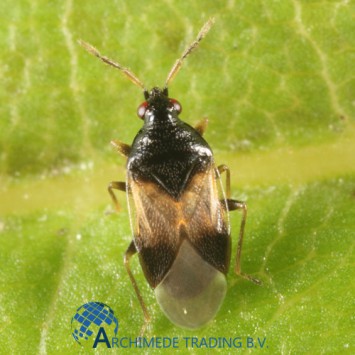 ROOFWANTS (ORIUS) TEGEN TRIPS 100 STUKS 25 M²