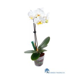 5025644916376-orchid-focus-drip-feeder-38-ml-mini-phalaenopsis-with-drip-feeder