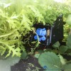 5060151870070-autopot-aquabox-straight-met-open-deksel-in-tuin