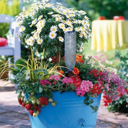 POT MET BLUMAT FLESSEN ADAPTER EASY (0,2 L PER DAG)