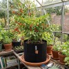 root-pouch-black-39-liter-stoffen-plantenpot-diameter-40-x-30-cm-kweekzak-zonder-handvatten-260-g-m2-zwart-duurzaam-met-chilipepers-in-de-serre