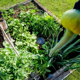 5060151870087-autopot-aquabox-installatie-in-moestuin