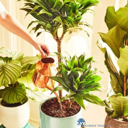 8711969037069-pokon-kokos-potgrond-kamerplanten-compact-10l-sfeerfoto