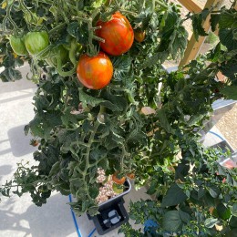 5060151870162-autopot-4pot-system-kweek-van-tomaten
