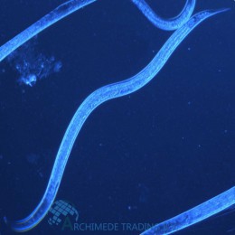 NEMATODEN STEINERNEMA TEGEN VARENROUWMUG 5 MILJOEN 10 M²